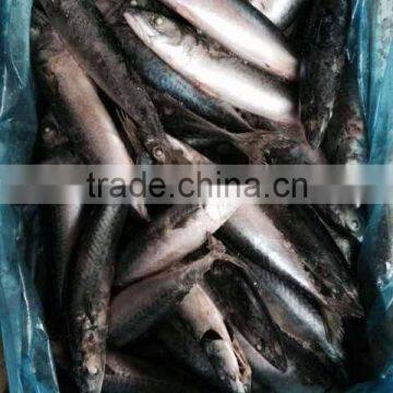 Frozen Pacific Mackerel Fish Whole Round