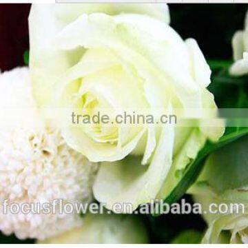 wholesale fresh cut flowers rose Avalanche flower from Kunming