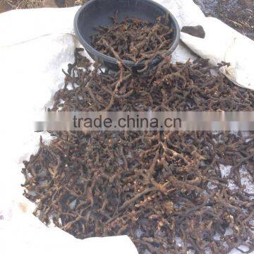 Best quantity of Nagarmotha
