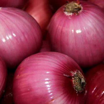 Shandong Onion Quality Red Onion Exit Red Onion Fresh Onion Price