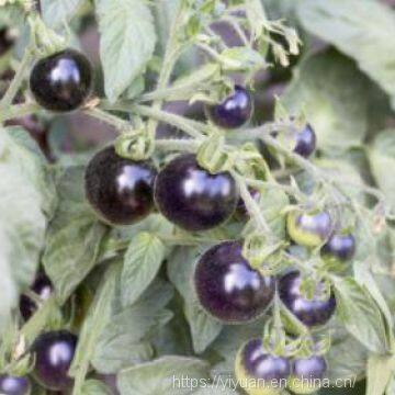 Vegetablel Seed Red & Black Tomato Seed Greenhouse Tomato Seeds no 61 photo-4