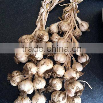 The Best Vegetable Product From China Fresh Garlic photo-5
