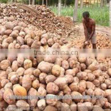 Fresh Young Cocount in Tamilnadu