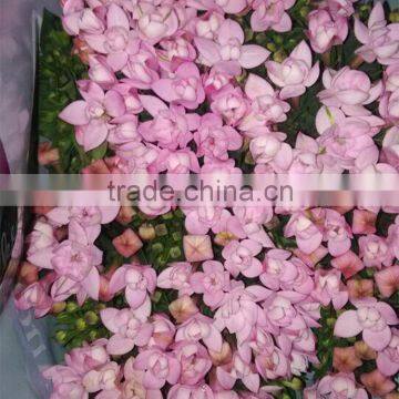 Fresh cut Chimeras wedding decoration fresh cut flowers