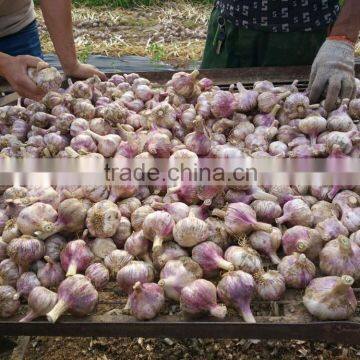 Normal White Garlic ( Supply for Ecuador Market)