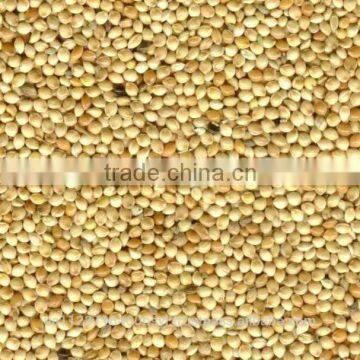 YELLOW MILLET photo-2