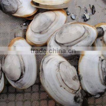 High Density Plastic Flat Netting for Oyster photo-3