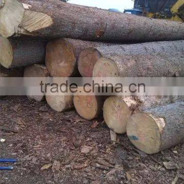 Pine Birch Logs FSC WOOD photo-5