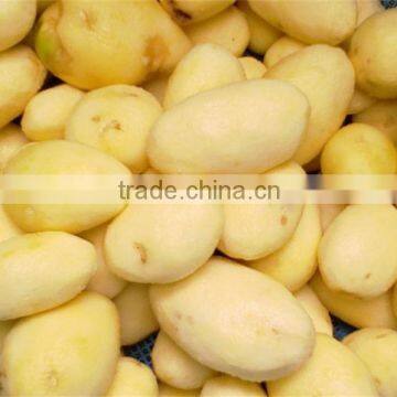 TP Series Kitchenwares Hot Sale Potato Peeler Manual photo-6