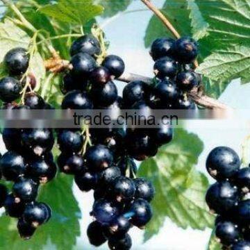 Black Currant Juice Powder