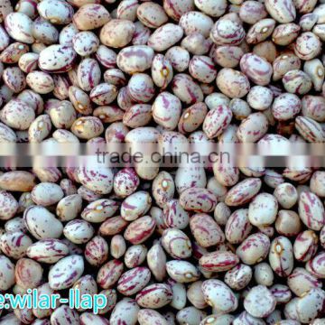 2014 Light Speckled Kidney Beans, round shape, Xinjiaing origin