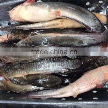 Chinese Frozen Cat Fish For Canned