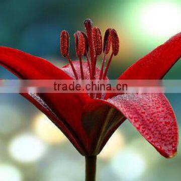 fresh red lilies