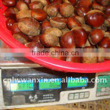 china cold storage chestnut