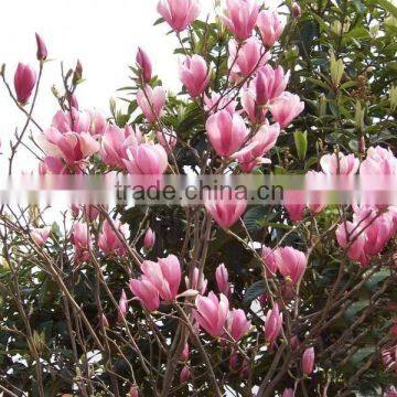 High Purity Lily Magnolia Seeds Mulan Tree Seeds For Growing photo-5