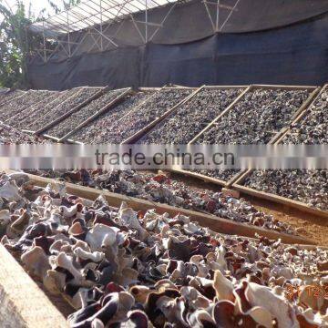 Dried Black Fungus; Champignon Noir; Mu-Err Pilze, Wood Ear Mushroom photo-5