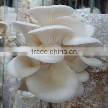Dry Oyster Mushrooms (Pleurotus Ostreatus) photo-3