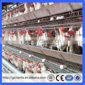 Canton Fair Chicken Layer Cage and Poultry Equipment Supplier Manufacturer (Guangzhou Factory) photo-6