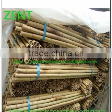 ZENT -32 Nature Dry Straight Farming Bamboo Poles for sales