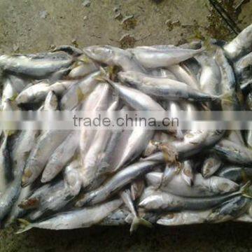 2016 Best Quality Canned Sardine From China photo-2