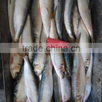 Frozen W/R fresh sardine fish