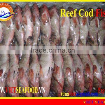 FROZEN WHOLE ROUND REEF COD FISH