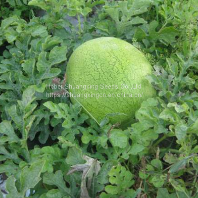 Big Pearl Light Green Hybrid Watermelon Seed photo-2