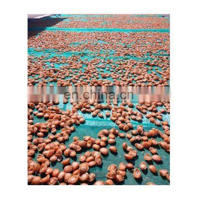 Hot Sale Frozen Scallop Meat Dried Scallop Meat photo-5