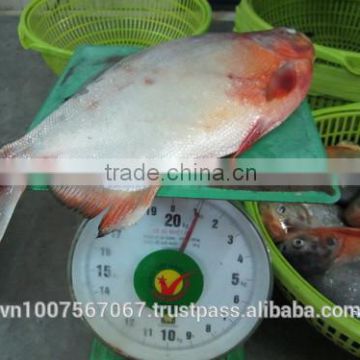 FROZEN WHOLE ROUND RED PACU FISH