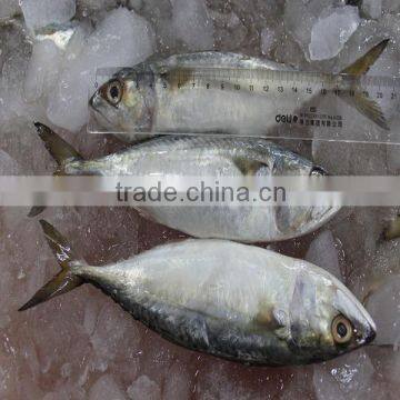 High Quality Frozen Fish Whole Round Indian Mackerel Seafood