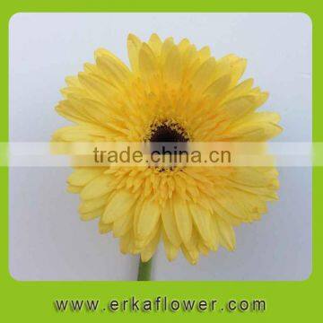 Reliable quality hot-sale blue gerbera daisies