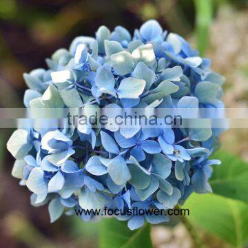 Wholesale Fresh Cut Flowers Cut Water Hydrangea For All Occasions