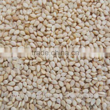 sesame seed production