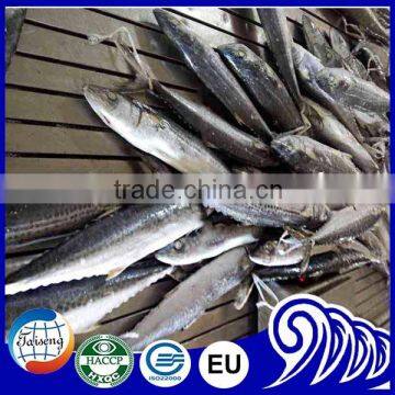 Whole Round IQF Frozen Fish Spanish Mackerel