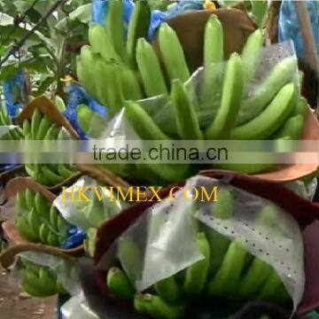 Fresh Cavendish Vietnam Best Quality and Best Price