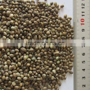 Private Label Organic Hulled Hemp Seed,Hemp Seeds,Shelled Hemp Seeds photo-2