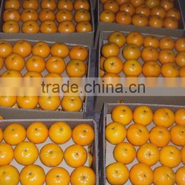 fresh honey mandarin