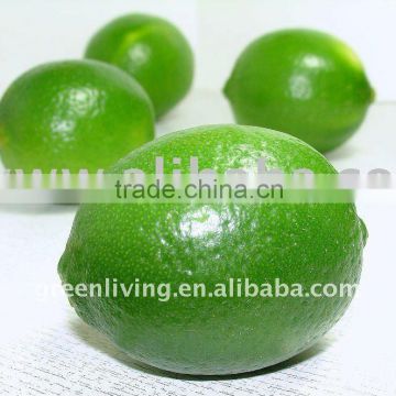 citrus fruit green lemon