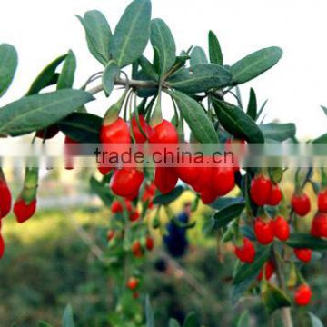 Goji berries seeds for dried goji berries great goji berry health benefits