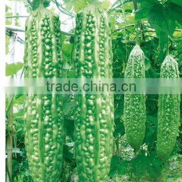 Hybrid bitter melon seeds Bitter gourd seeds for sale-Green Sea