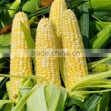 Good Quality Best Price Corn Peptide Powder from Tianjiu,China