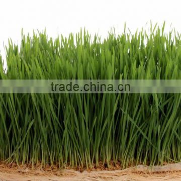 Hot Sale Organic Wheat Grass Powder