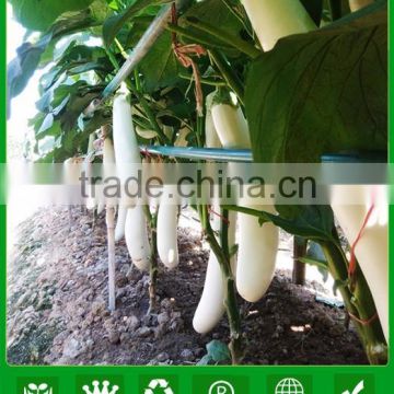 ME04 Baiifeng white long eggplant seeds in hybrid seeds for sale