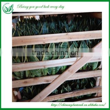 Sansevieria Bonsai for Maket photo-5