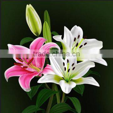 Fragrant fresh lily different kinds lily flowers single stem lily flower