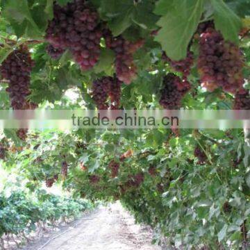 Best Price Agriculture Irrigation Drip Tape From China
