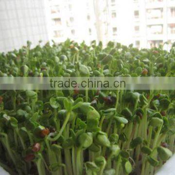 Hydroponic Seeds Germinate Machine/green Fodder Making Barley Breeding Room