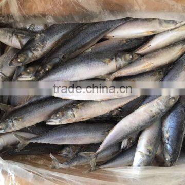 Frozen Pacific Mackerel/frozen Japanese Mackerel photo-5
