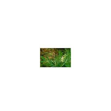Bitter Sophora Root Extract