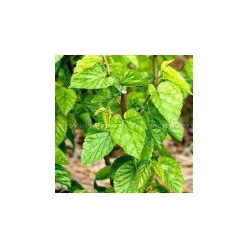 Mulberry leaf Extract